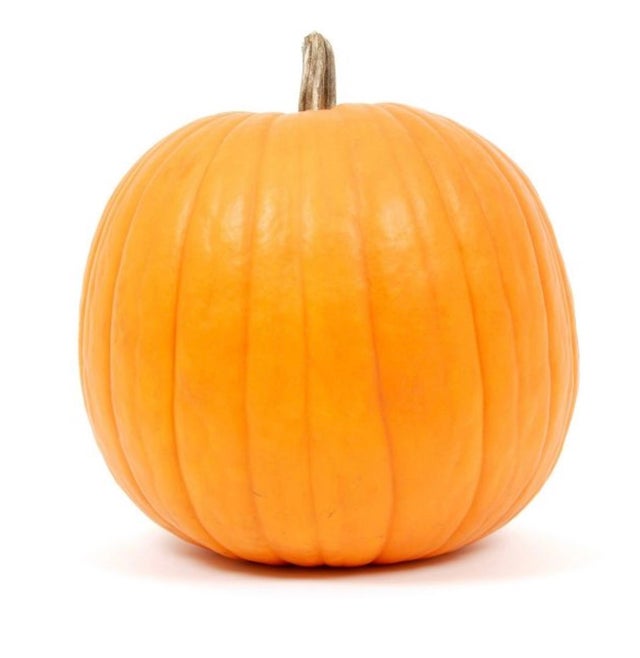 Pumpkins | Boulder Country Day School Store